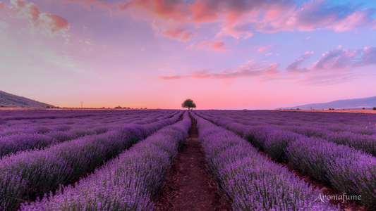 The magic of Lavender