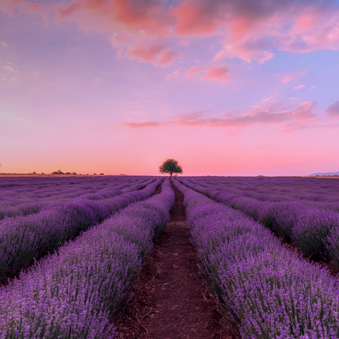 The magic of Lavender